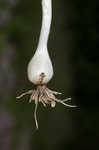 Meadow garlic